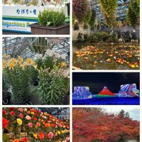 ベゴニア,ベゴニア,ペチュニア,ペチュニア,ユリの画像