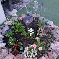 エレモフィラニベア,ナデシコ,ブルーデージー,カルーナ,プリムラ　ジュリアンの画像