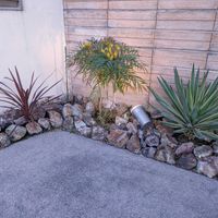 コルジリネ レッドスター,ユッカ グロリオサ,ホソバヒイラギナンテンの画像