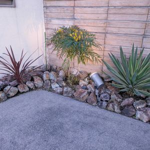 コルジリネ レッドスター,ユッカ グロリオサ,ホソバヒイラギナンテンの画像