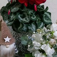 シクラメン,アイビー,ミニブーケ,玄関内側の画像