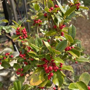 咲いた！,赤い実,実り,庭の画像