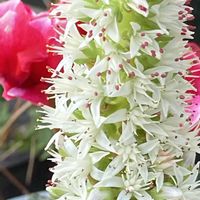 シクラメン,ツメレンゲ,多肉植物,花のある暮らし,緑のある暮らしの画像