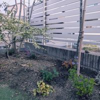 クリスマスローズ,カレックス・アウバウム,リシマキア・リッシー,サルビア・レウカンサ,サルビアハイブリッドアメリカンスカイの画像