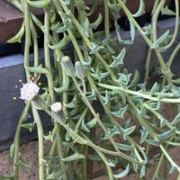 子持ち蓮華,ドルフィンネックレス,多肉植物,トトの日,バルコニー/ベランダの画像