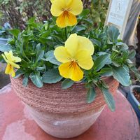 パンジー,ビオラ,ハーブ,ビオラ・パンジー,GS映えの画像