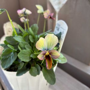 すみれ図鑑,パルプンテ,ウッドデッキ,大好きビオラ,お庭でお茶の画像