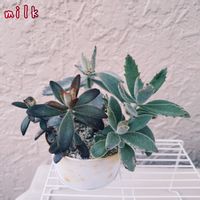 月兎耳,テディベア,星兎耳,寄せ植え,多肉植物の画像