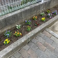 エキザカム,パンジー,ビオラ,公園,おでかけ先の画像