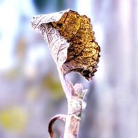 紅葉,柿の木,アナベル,イロハモミジ,白斑ヤブラン　シルバードラゴンの画像