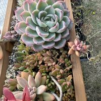 セダム,紅葉,エケベリア,ドロップ,多肉植物の画像