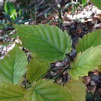 ヤマブキ,樹木の画像