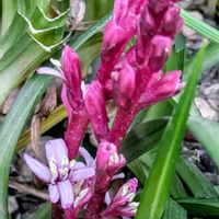 吉祥草,おうち園芸,温泉県大分♨️,チーム大分,小さな庭の画像