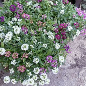 アリッサム,センリョウ,ネメシア,フランネルフラワー,スプレーカーネーションの画像