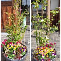ビオラ,カルーナ,チェッカーベリー,寄せ植え,鉢植えの画像