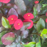 ハナキリンの画像