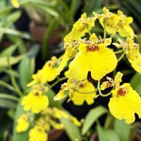 オンシジウム,オンシジューム,温室,兵庫県立フラワーセンター,お出かけの画像