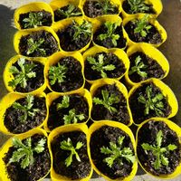 レウィシア,クリサンセマム,種まきっ子,種から,種から育てたの画像