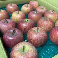 サザンカ,リンゴ,２０２０年５月同期,能登半島の復興を願いますの画像