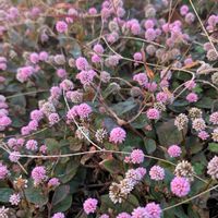 アリッサム,ヒメツルソバ,パンジー,ポリゴナム（ヒメツルソバ）,お散歩の画像