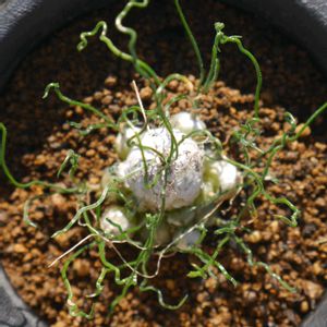 オーニソガラム トルツオスム,縮れ玉,多肉植物,珍奇植物,ケープバルブの画像