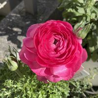 ラナンキュラス,ガーデニング,花のある暮らし,花が好き,ガーデニング大好きの画像