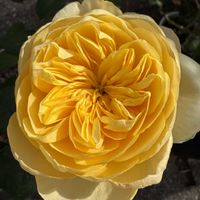 シンフォリカルポス,バラ,バラ ジャンヌダルク,バラ ジャンヌダルク,名無しの薔薇の画像