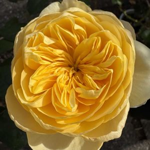 シンフォリカルポス,バラ,バラ ジャンヌダルク,バラ ジャンヌダルク,名無しの薔薇の画像