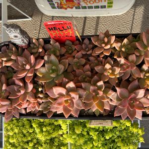 カリフォルニアサンセット,多肉植物,多肉中毒,ベランダ多肉,yu-yu-.カリフォルニアサンセットの画像