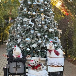 クリスマス,横浜イングリッシュガーデン,クリスマスツリー,12月,クリスマス月間の画像