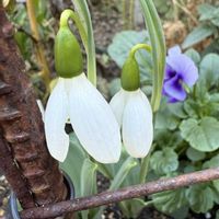 スノードロップ,ガーデニング,球根植物,冬の庭の画像