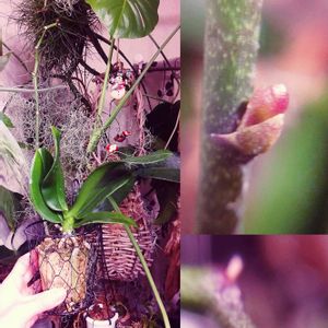 胡蝶蘭,着生植物,植物のある暮らし,植中毒,カララの画像