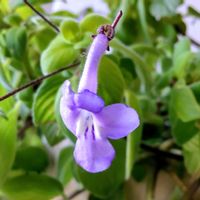 アゲラタム,ストレプトカーパス,ストレプトカーパス,ファンファーレ,ファンファーレの画像