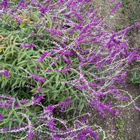 アメジストセージ,可愛い〜♡,紫の花,花のある暮らし,思い切ってばっさりとの画像