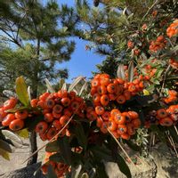 ピラカンサ,お出かけ先の画像