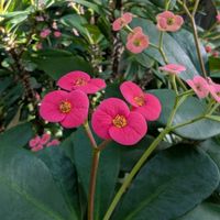 ハナキリン,今日のお散歩,歩くの大好き♡の画像