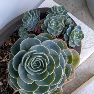 七福神,花壇,花壇・植え込み,広い庭,テラスの画像