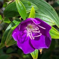 シコンノボタン,公園散歩,今日のお散歩,歩くの大好き♡の画像