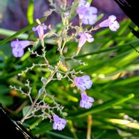 オリーブ,カラミンサ,フレンチラベンダー,ガーデニング,花のある暮らしの画像