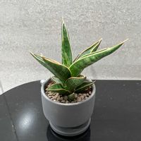 サンスベリアの画像