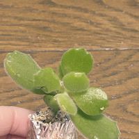 熊童子,熊童子,多肉植物。,多肉植物。,多肉植物。の画像