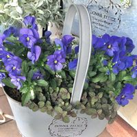 リシマキア,ビオラの画像