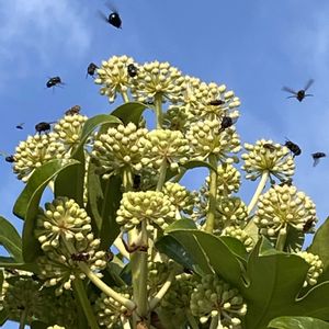 小さな庭,お出かけ先の画像