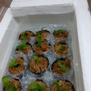 ビカクシダ コロナリウム,ビカクシダ リドレイ,ビカクシダ ウィリンキー,子株,ビカクシダ属の画像