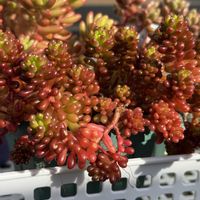 セダム,虹の玉,レッドベリー,ジェットバース,多肉植物の画像