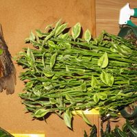 ダイギンリュウ,観葉植物,癒し,インテリアグリーン,珍奇植物の画像