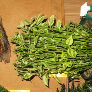 ダイギンリュウ,観葉植物,癒し,インテリアグリーン,珍奇植物の画像