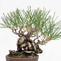 黒松,盆栽の画像
