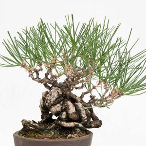 黒松,盆栽の画像