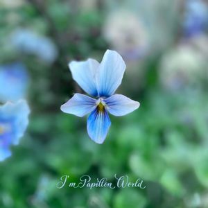 パンジー・ビオラ,すみれ図鑑,ナチュラルガーデン,ジャンクガーデン,シェードガーデンの画像